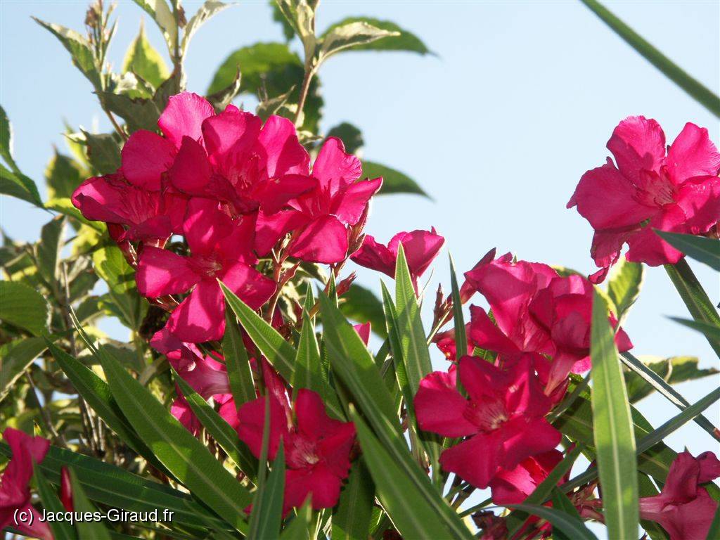 2004-08-11 18-23-12 Nature 177,0mm 1_320_eme F7,1.JPG